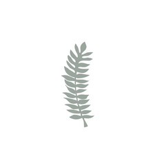 Fototapeta premium Floral design element. Botanical detail in a simple minimalist style. Green leaf. 