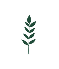 Floral design element. Botanical detail in a simple minimalist style. Green leaf. 