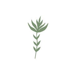 Floral design element. Botanical detail in a simple minimalist style. Green leaf. 