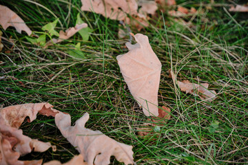 Fallen oak leaves in grass, onset autumn.