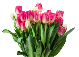 Bouquet of tulips isolated on white background with clipping path