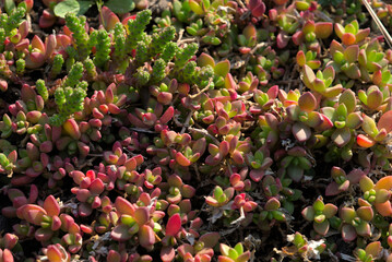 Delosperma Lineare, Perennial purslane before flowering in spring