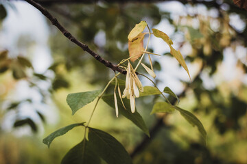 Autumn season. Leaves of bushes and trees