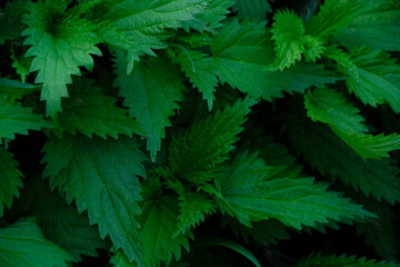 Background with green nettle foliage closeup.