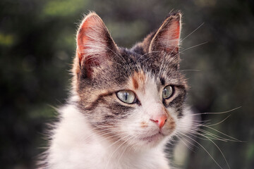 Cat; Portrait of cute cat