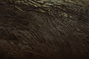 Textura de corteza de árbol comida por insectos en el bosque