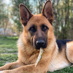 Close up portrait of german shepherd with stick