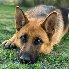 Close up portrait of adult german shepherd
