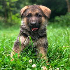 Little cute puppy of german shepherd in grass
