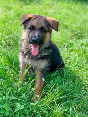 Little cute puppy of german shepherd