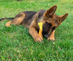 Cute puppy of german shepherd playing with toy on grass