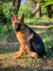 German shepherd dog sitting in summer park