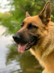 The close up view of German shepherd dog with pull out tongue