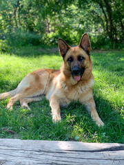 Lovely german shepherd dog on grass