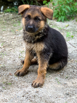Cute puppy of german shepherd