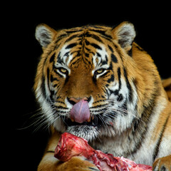 Fototapeta na wymiar Tiger eating meat on black background