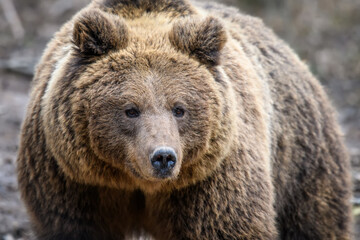 Obraz na płótnie Canvas Wild Brown Bear (Ursus Arctos) portrait in the forest. Animal in natural habitat