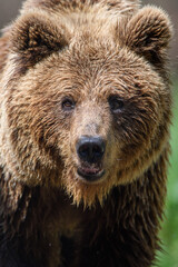 Wild Brown Bear (Ursus Arctos) portrait in the forest. Animal in natural habitat