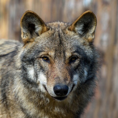 Wolf portrait in forest. Wildlife scene from nature. Wild animal in the natural habitat