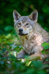 Wolf portrait in forest. Wildlife scene from nature. Wild animal in the natural habitat