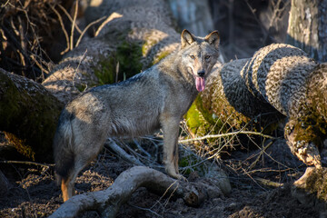 Two wolfs in forest. Wildlife scene from nature. Animal in the natural habitat © byrdyak