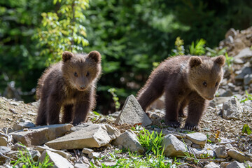Two Young brown bear cubs in the forest. Animal in the nature habitat
