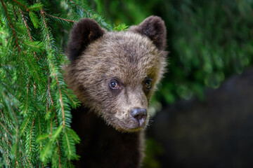 Baby brown bear cub in the forest. Animal in the nature habitat © byrdyak