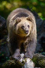 Fototapeta premium Wild Brown Bear (Ursus Arctos) on tree in the forest. Animal in natural habitat