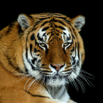 Angry big tiger isolated on black background