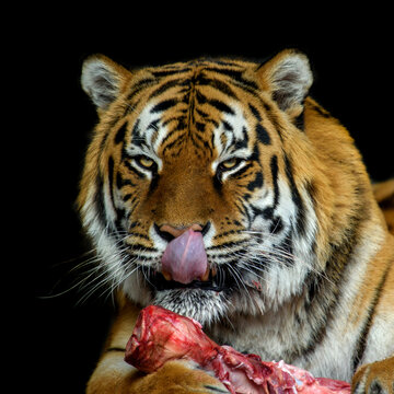 Tiger eating meat on black background