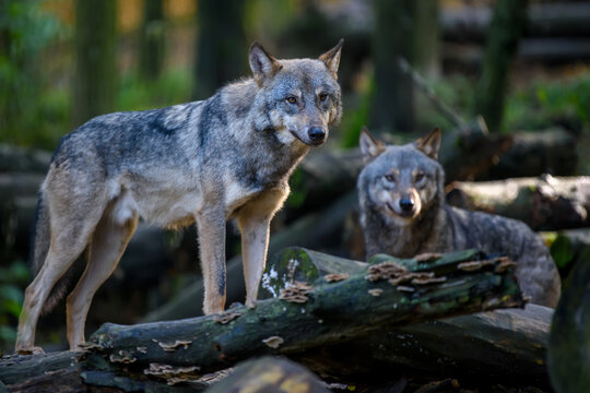Two wolfs in forest. Wildlife scene from nature. Animal in the natural habitat