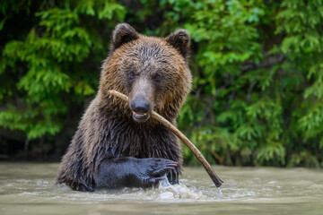 Fototapeta na wymiar Wild Brown Bear (Ursus Arctos) on playing pond in the forest. Animal in natural habitat. Wildlife scene