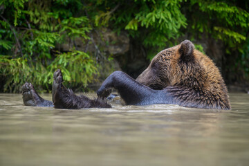 Obraz premium Wild Brown Bear (Ursus Arctos) on playing pond in the forest. Animal in natural habitat. Wildlife scene