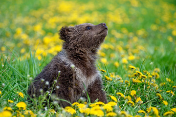 Young brown bear cub in the meadow with yellow flowers