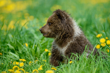 Fototapeta premium Young brown bear cub in the meadow with yellow flowers