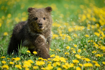 Young brown bear cub in the meadow with yellow flowers