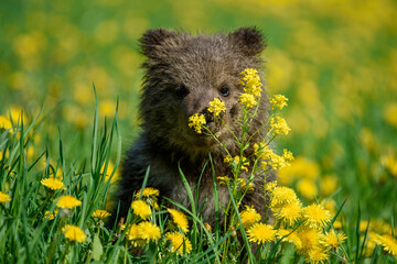 Young brown bear cub in the meadow with yellow flowers