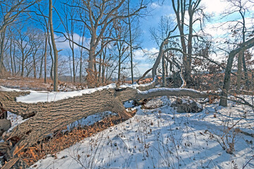 Fallen Patriarch in Winter Snow