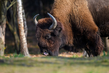 Wild adult Bison in the autumn forest. Wild animal in the natural habitat
