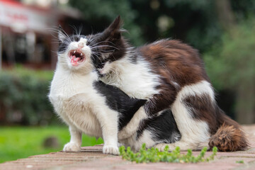 Naklejka na ściany i meble cats mating; Portrait of cute cat