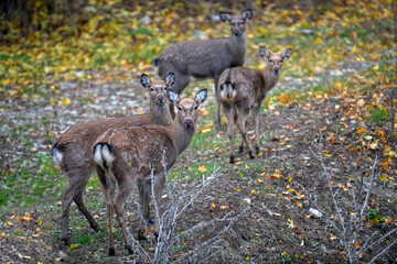 Majestic female deer stag in forest. Animal in nature habitat. Wildlife scene