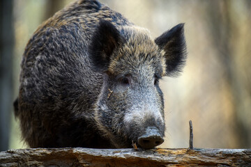 Two wild boar in autumn forest. Wildlife scene from nature