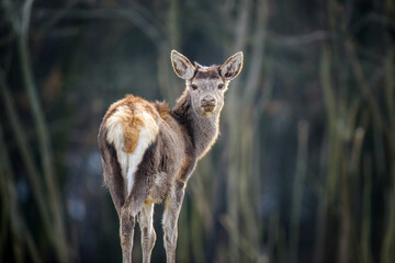 Majestic female deer stag in forest. Animal in nature habitat. Wildlife scene