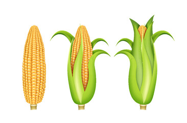 Corn cobs set realistic. Organic food. Corncob natural meal. Ripe maize. Product for cooking