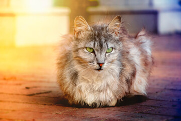 Cat; Portrait of cute cat