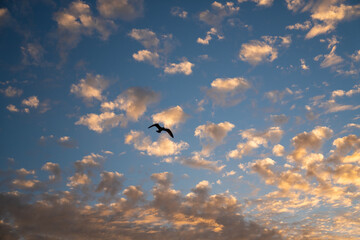 Sunset sky and a bird in the sky. Lonely seagull in the sunset evening sky.