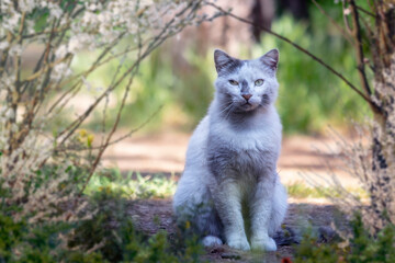 Cat; Portrait of cute cat