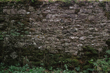 Old overgrown dry stone wall