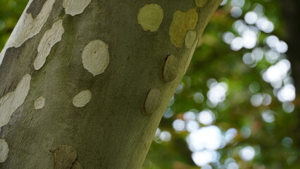 The trunk, bark, leaves and fruits of Platanus occidentalis, also known as the American, London plane tree. Bark of the sycamore tree. Maple. Sycamore. Different colors of the tree trunk.  Hispanica.