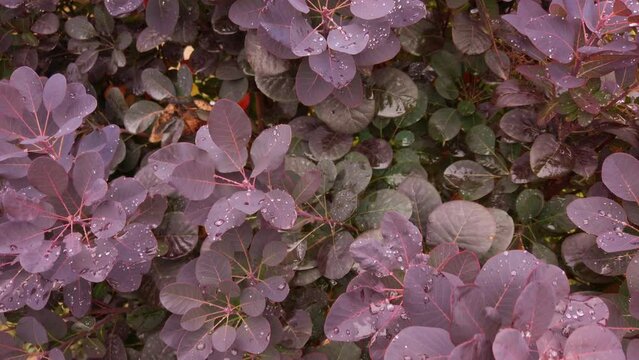 Closeup of a red colored plant called European Smoke Bush (Cotinus coggygria) with raindrops